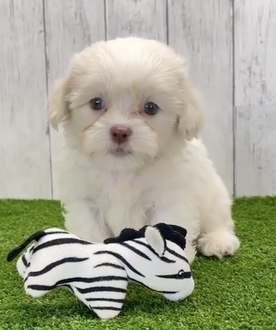 white havashu puppy sitting in front of a black and white chew toy